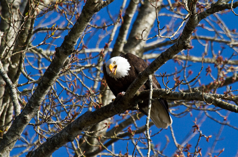 Bald Eagle Eating Fish